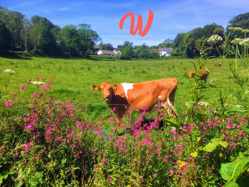 Guernsey Cows